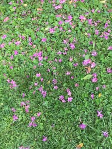ground-flowers-2017